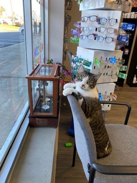Allegra perched on a chair, looking out of the pharmacy window