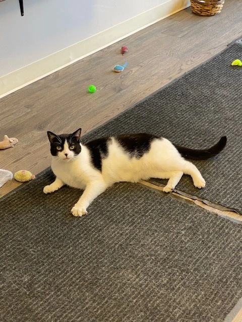 Gavone, our black-and-white cat, relaxing at Rockaway Pharmacy